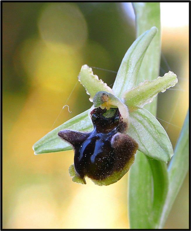 Ophrys sipontensis